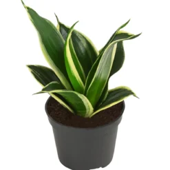 Bogenhanf-Set - Sansevieria trifasciata hahnii, 3-teilig