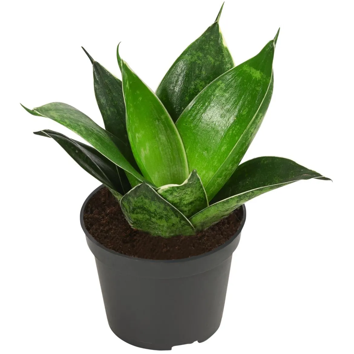 Bogenhanf-Set - Sansevieria trifasciata hahnii, 3-teilig