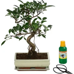 Bonsai Chinesischer Feigenbaum - Ficus retusa, Anfänger-Set