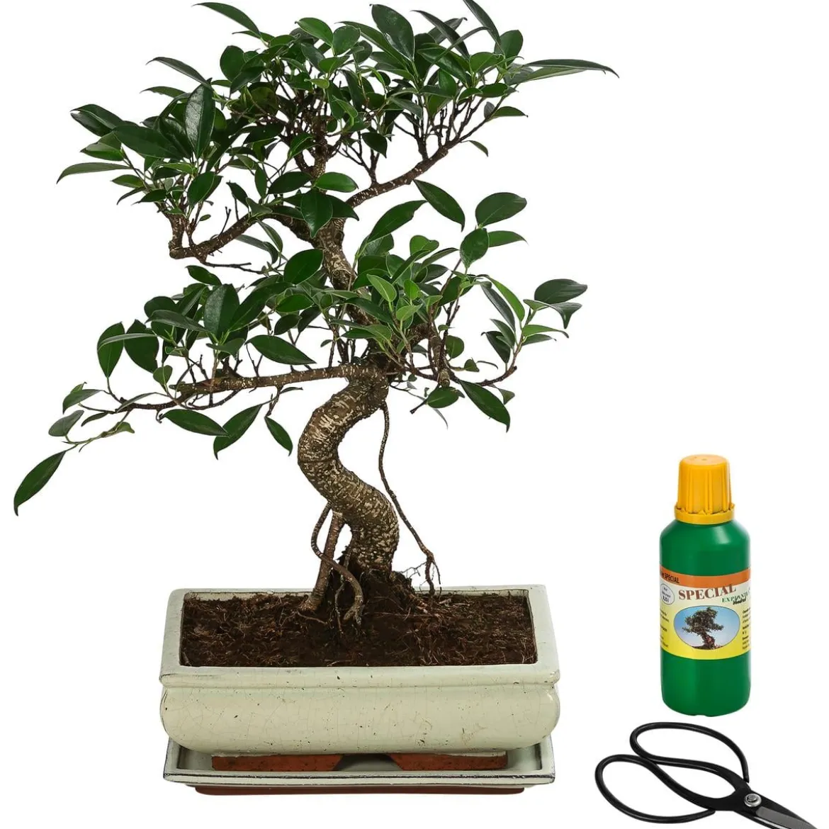 Bonsai Chinesischer Feigenbaum - Ficus retusa, Anfänger-Set