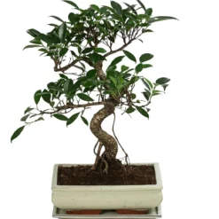 Bonsai Chinesischer Feigenbaum - Ficus retusa, Anfänger-Set
