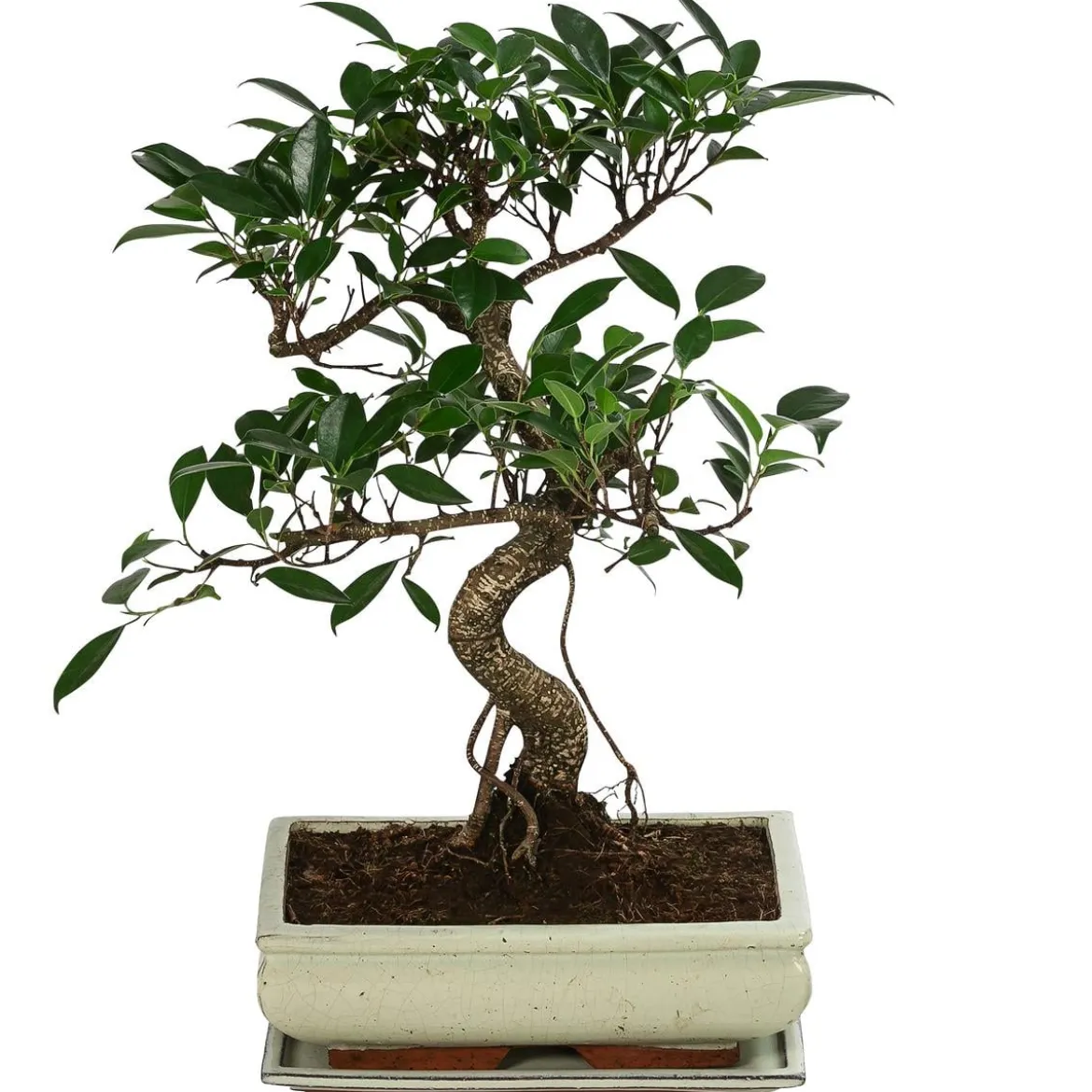 Bonsai Chinesischer Feigenbaum - Ficus retusa, Anfänger-Set