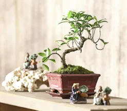 Bonsai Chinesischer Feigenbaum - Ficus retusa