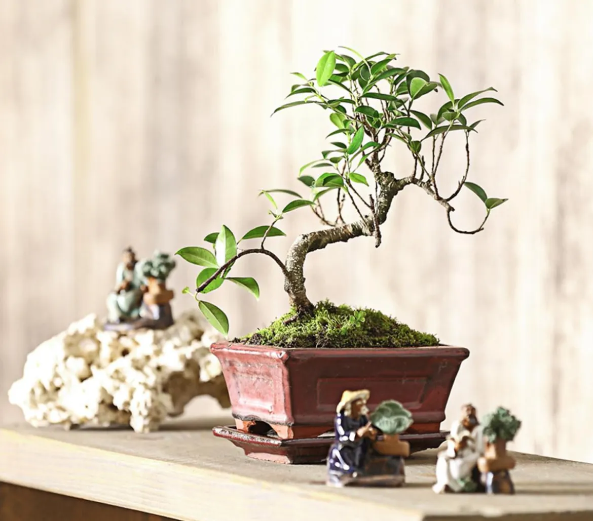 Bonsai Chinesischer Feigenbaum - Ficus retusa