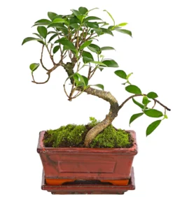 Bonsai Chinesischer Feigenbaum - Ficus retusa