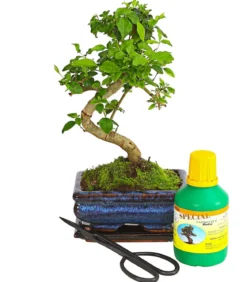 Bonsai Chinesischer Liguster - Ligustrum sinensis, Anfänger-Set