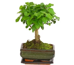 Bonsai Chinesischer Liguster - Ligustrum sinensis, kugelförmig, 6 Jahre