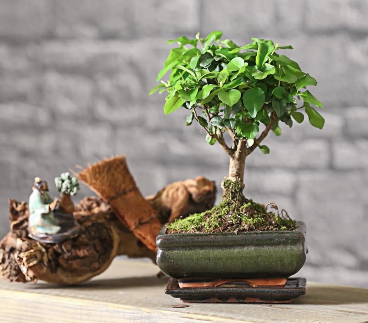 Bonsai Chinesischer Liguster - Ligustrum sinensis, kugelförmig, 6 Jahre