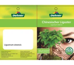 Bonsai Chinesischer Liguster - Ligustrum sinensis, 6 Jahre