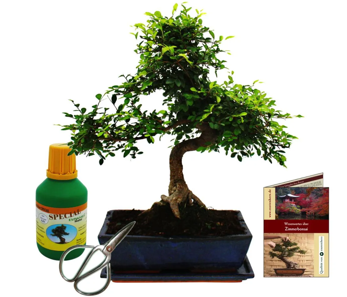 Bonsai Chinesische Ulme - Ulmus parviflora, Anfänger-Set