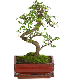 Bonsai Chinesische Ulme - Ulmus parviflora
