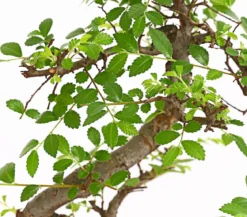 Bonsai Chinesische Ulme - Ulmus parviflora