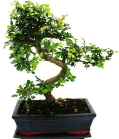 Bonsai Chinesische Ulme - Ulmus parviflora, ca. 10 Jahre