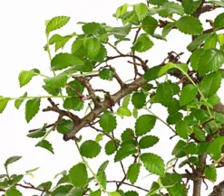 Bonsai Chinesische Ulme - Ulmus parviflora, Anfänger-Set