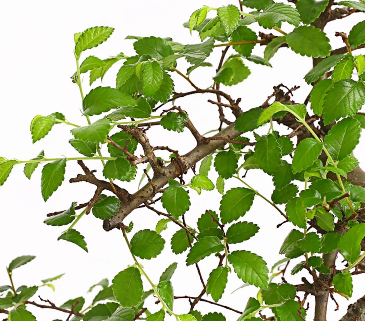 Bonsai Chinesische Ulme - Ulmus parviflora, Anfänger-Set