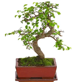 Bonsai Chinesische Ulme - Ulmus parviflora, Anfänger-Set