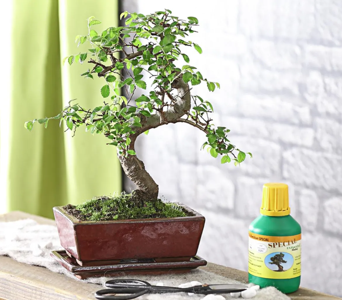 Bonsai Chinesische Ulme - Ulmus parviflora, Anfänger-Set