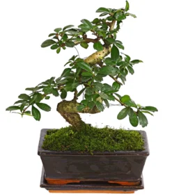 Bonsai Fukientee - Carmona microphylla, 8 Jahre