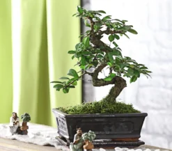 Bonsai Fukientee - Carmona microphylla, 8 Jahre