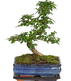 Bonsai Fukientee - Carmona microphylla, 10 Jahre