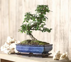 Bonsai Fukientee - Carmona microphylla, 10 Jahre