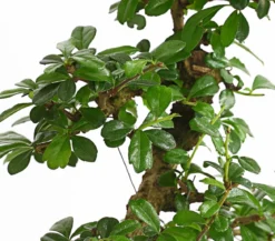 Bonsai Fukientee - Carmona microphylla, 10 Jahre