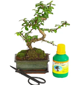 Bonsai Fukientee - Carmona microphylla, Anfänger-Set