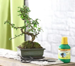 Bonsai Fukientee - Carmona microphylla, Anfänger-Set