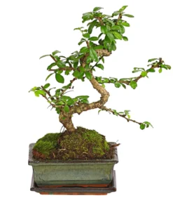 Bonsai Fukientee - Carmona microphylla, Anfänger-Set