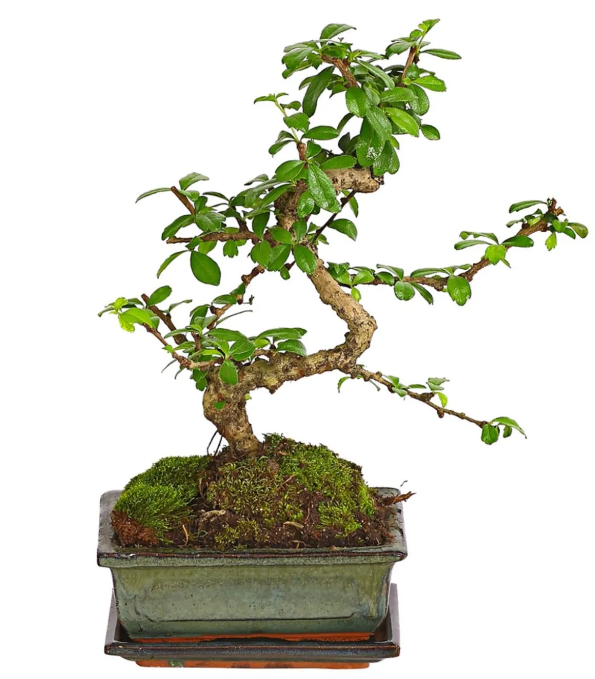Bonsai Fukientee - Carmona microphylla, Anfänger-Set