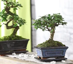 Bonsai Fukientee - Carmona microphylla, kugelförmig, 6 Jahre