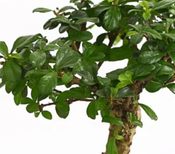Bonsai Fukientee - Carmona microphylla, kugelförmig, 6 Jahre