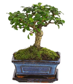 Bonsai Fukientee - Carmona microphylla, kugelförmig, 6 Jahre