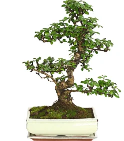 Bonsai Fukientee - Carmona microphylla, 12-15 Jahre