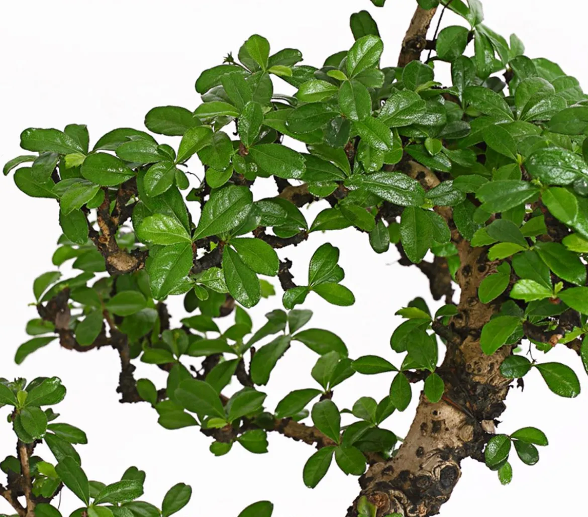 Bonsai Fukientee - Carmona microphylla, 12-15 Jahre