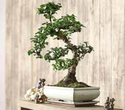 Bonsai Fukientee - Carmona microphylla, 12-15 Jahre