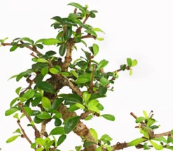 Bonsai Fukientee - Carmona microphylla, 6 Jahre