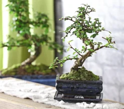 Bonsai Fukientee - Carmona microphylla, 6 Jahre