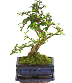 Bonsai Fukientee - Carmona microphylla, 6 Jahre