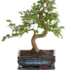 Bonsai Japanische Zelkove - Zelkova serrata