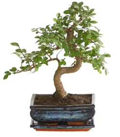Bonsai Japanische Zelkove - Zelkova serrata