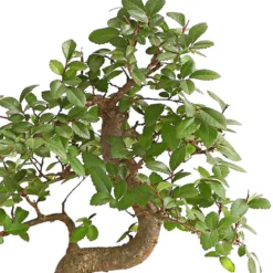 Bonsai Japanische Zelkove - Zelkova serrata