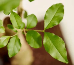 Bonsai mit Buddha, verschiedene Sorten