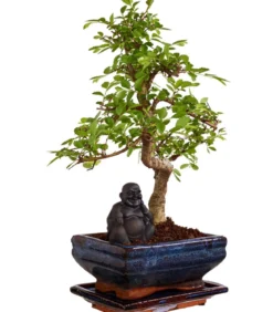Bonsai mit Buddha, verschiedene Sorten