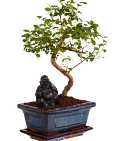 Bonsai mit Buddha, verschiedene Sorten