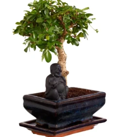 Bonsai mit Buddha, verschiedene Sorten