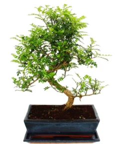 Bonsai Szechuan-Pfeffer - Zanthoxylum piperitum, ca. 12-15 Jahre