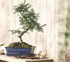 Bonsai Szechuan-Pfeffer - Zanthoxylum piperitum