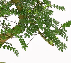 Bonsai Szechuan-Pfeffer - Zanthoxylum piperitum