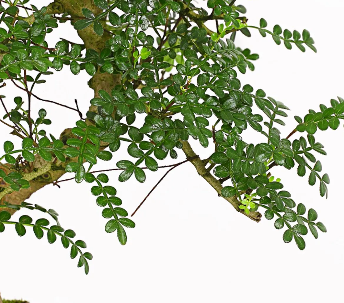 Bonsai Szechuan-Pfeffer - Zanthoxylum piperitum